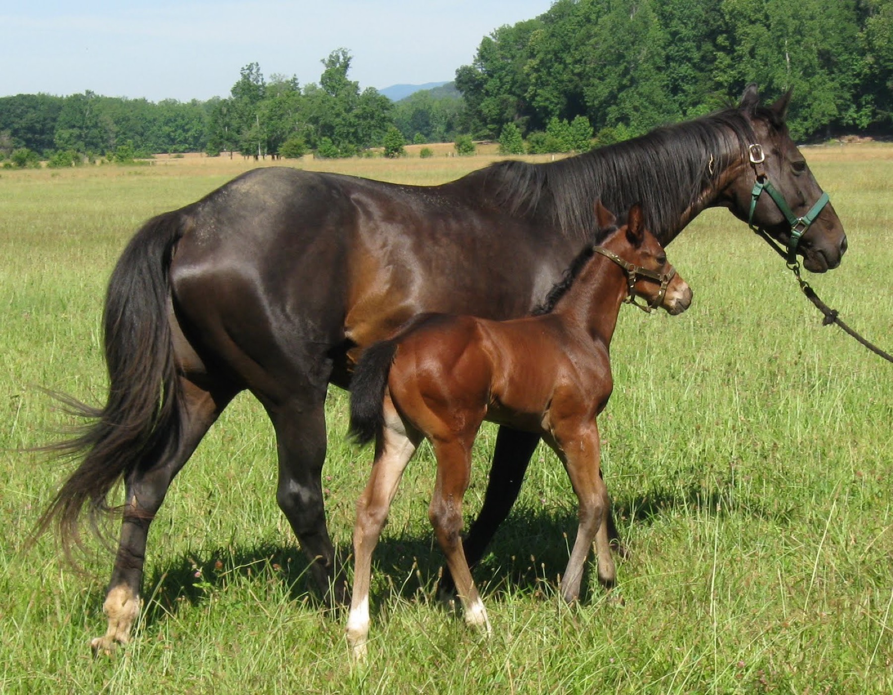 Horse and foal at Flying Changes Farm